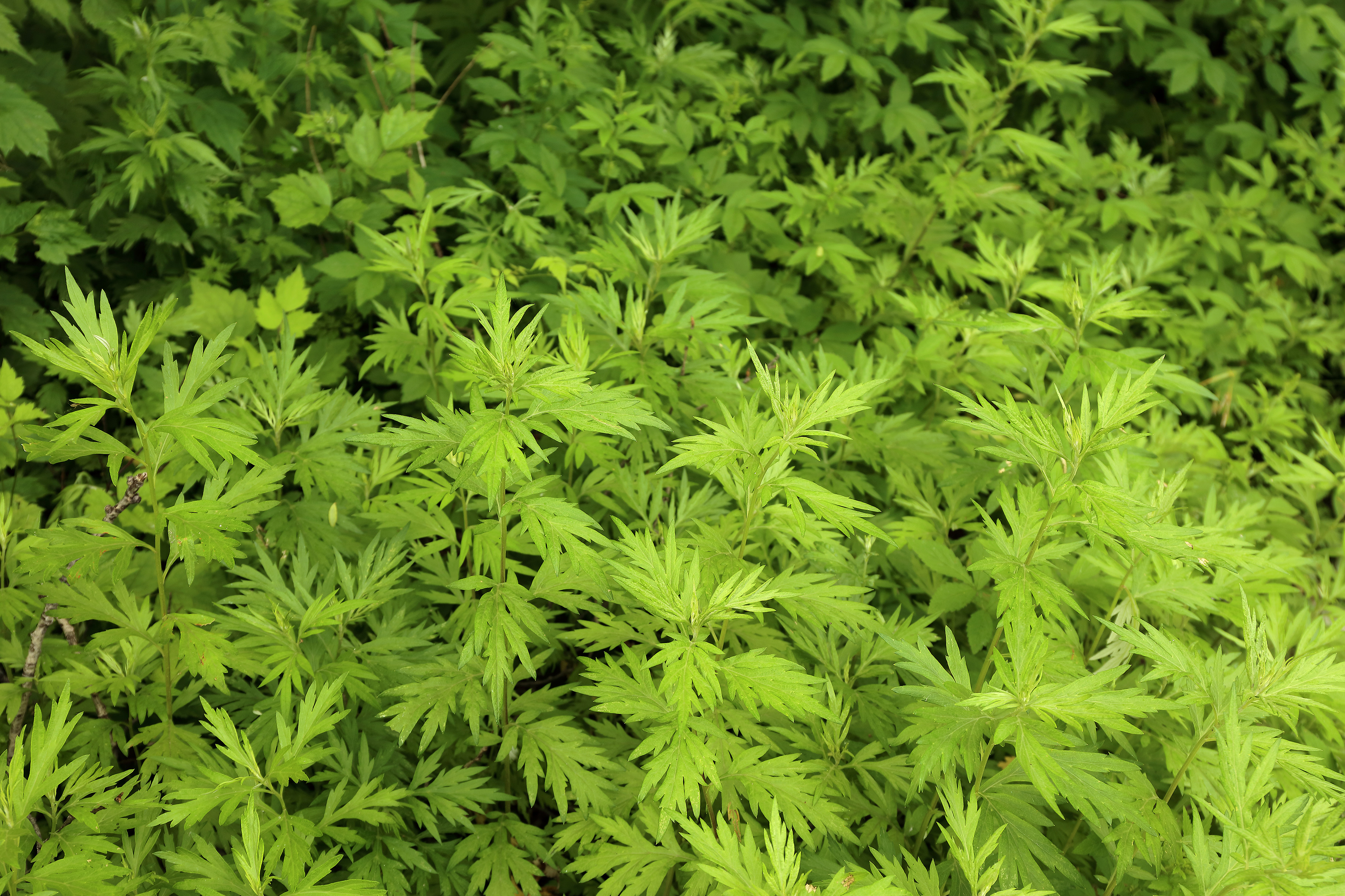 Pelin Otu Koronanın İlacı mı?