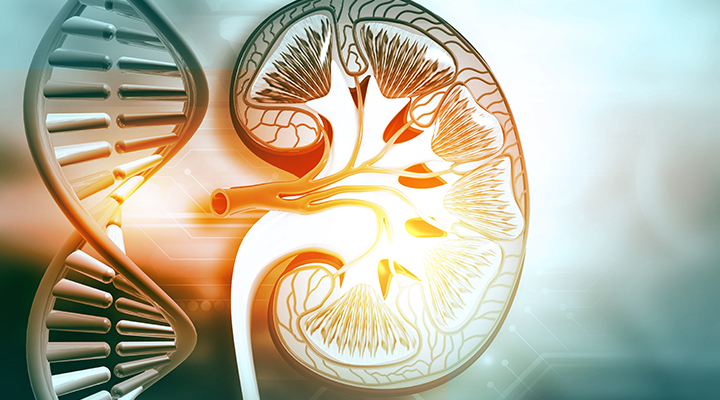 Kalıtsal Böbrek Hastalıkları Yeterince Tanınmıyor!