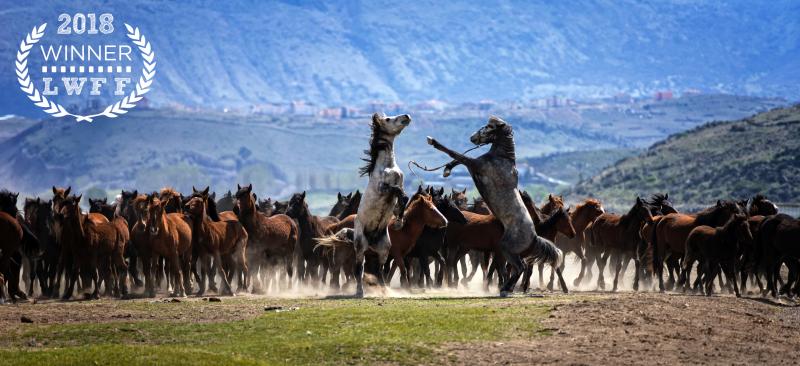 Merthan Kortan (WILD Fotoğrafı)